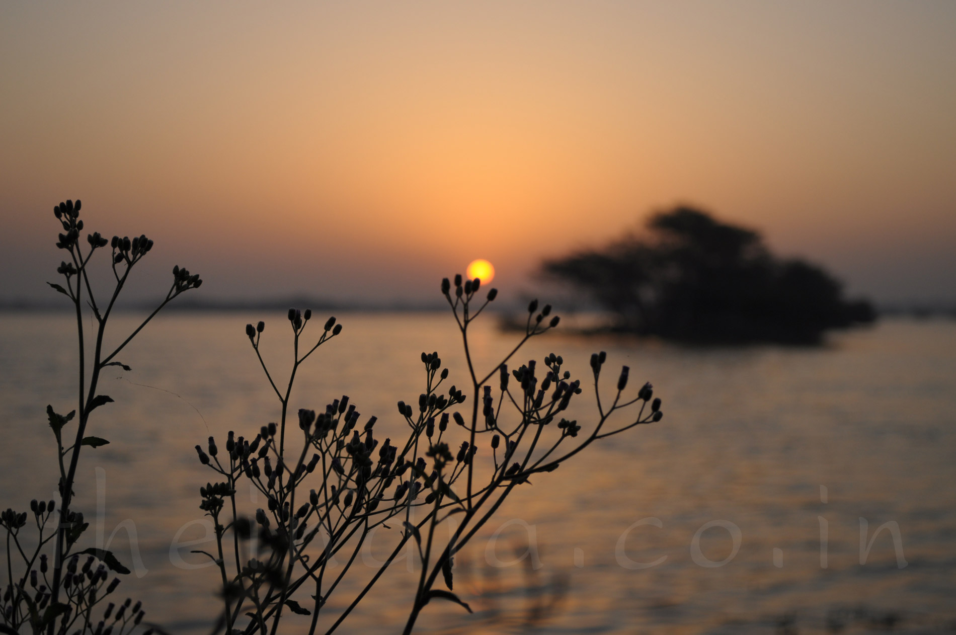 Thol Bird Sanctuary Ahmedabad