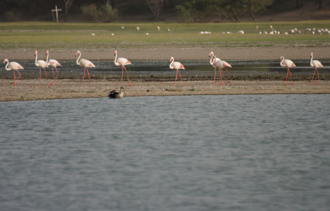 Thol Bird Sanctuary Ahmedabad