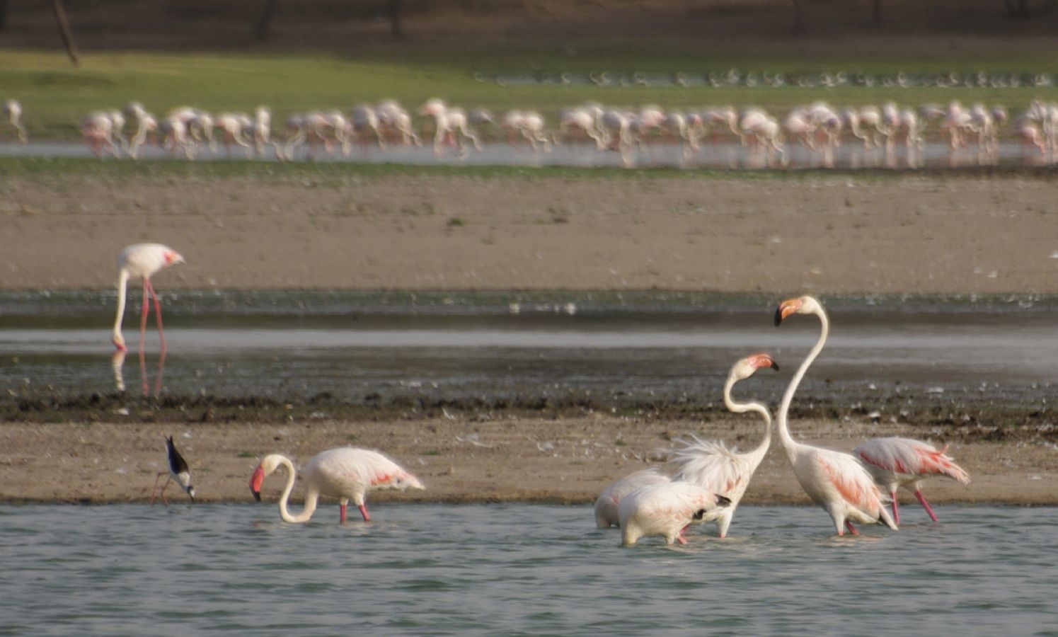 Thol Bird Sanctuary Ahmedabad