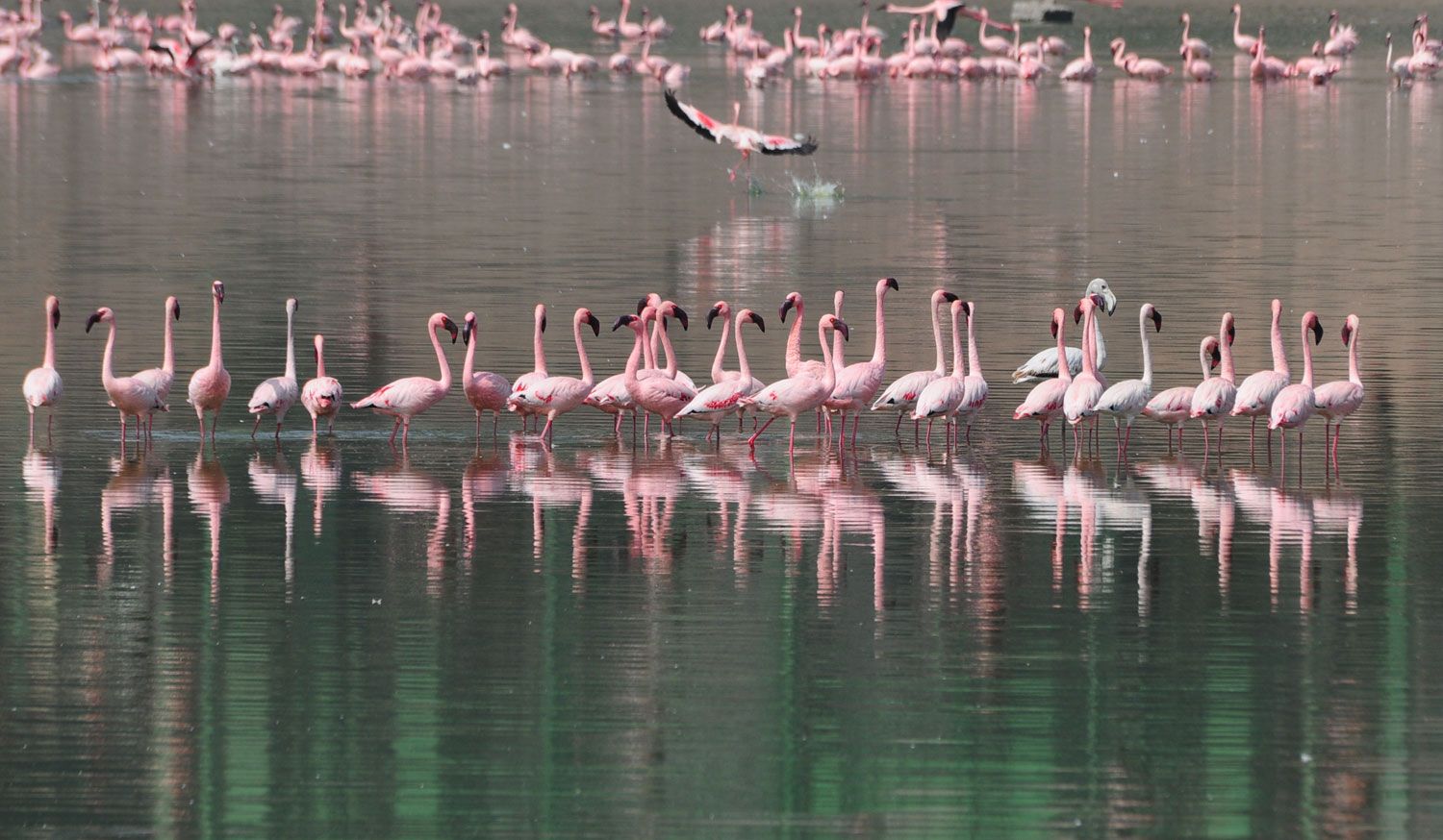 Khijadiya Bird Sanctuary Jamnagar