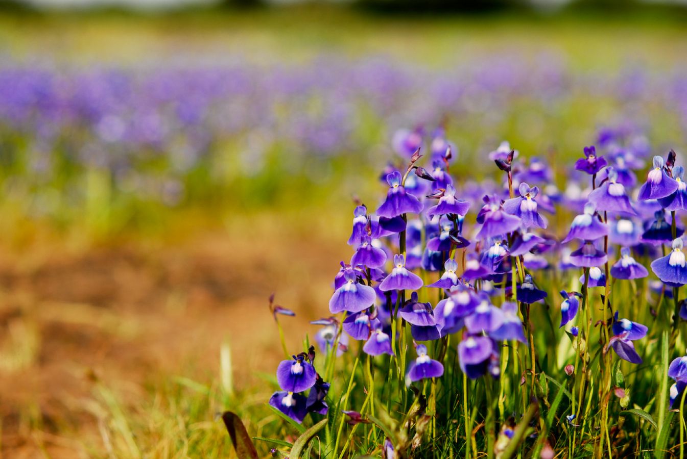 Kaas Plateau Satara