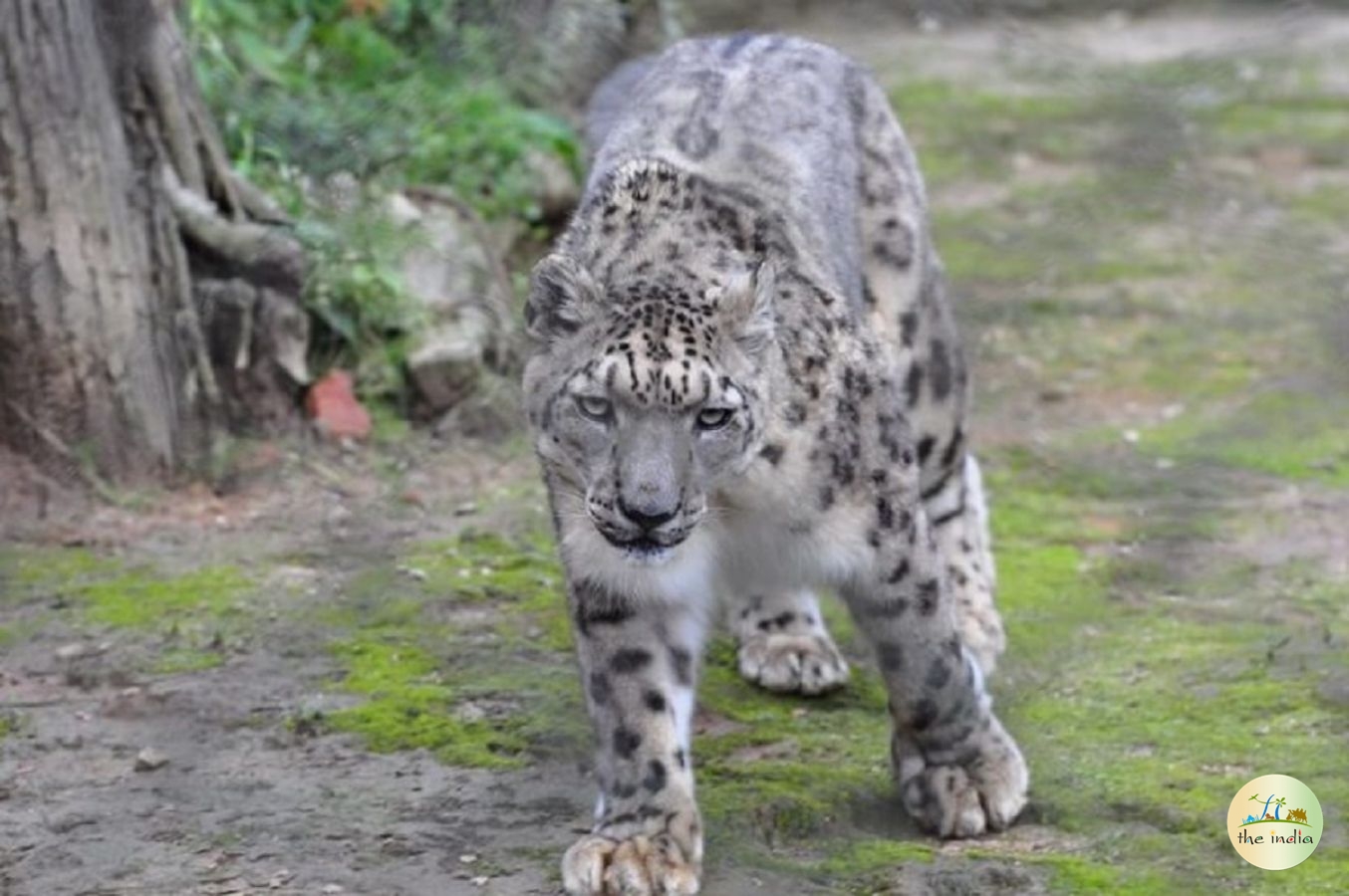Himalayan Zoological Park Gangtok