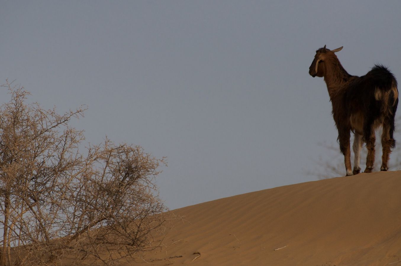 Thar Desert Jaisalmer