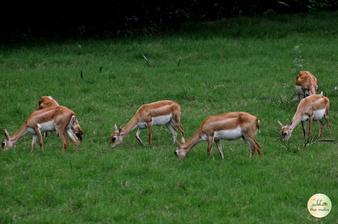 Govind Wildlife Sanctuary and Pashu Vihar National Park Supin Range