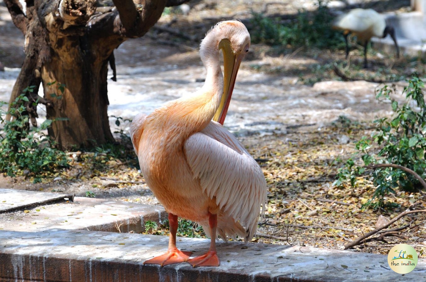 Govind Wildlife Sanctuary and Pashu Vihar National Park Supin Range