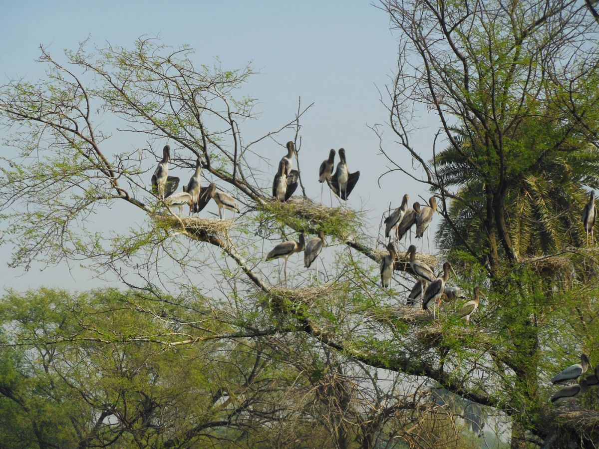 Keoladeo National Park Bharatpur