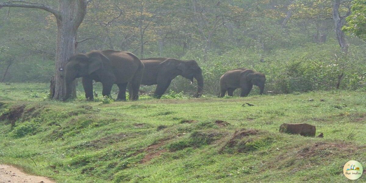 Bandipur National Park Bangalore