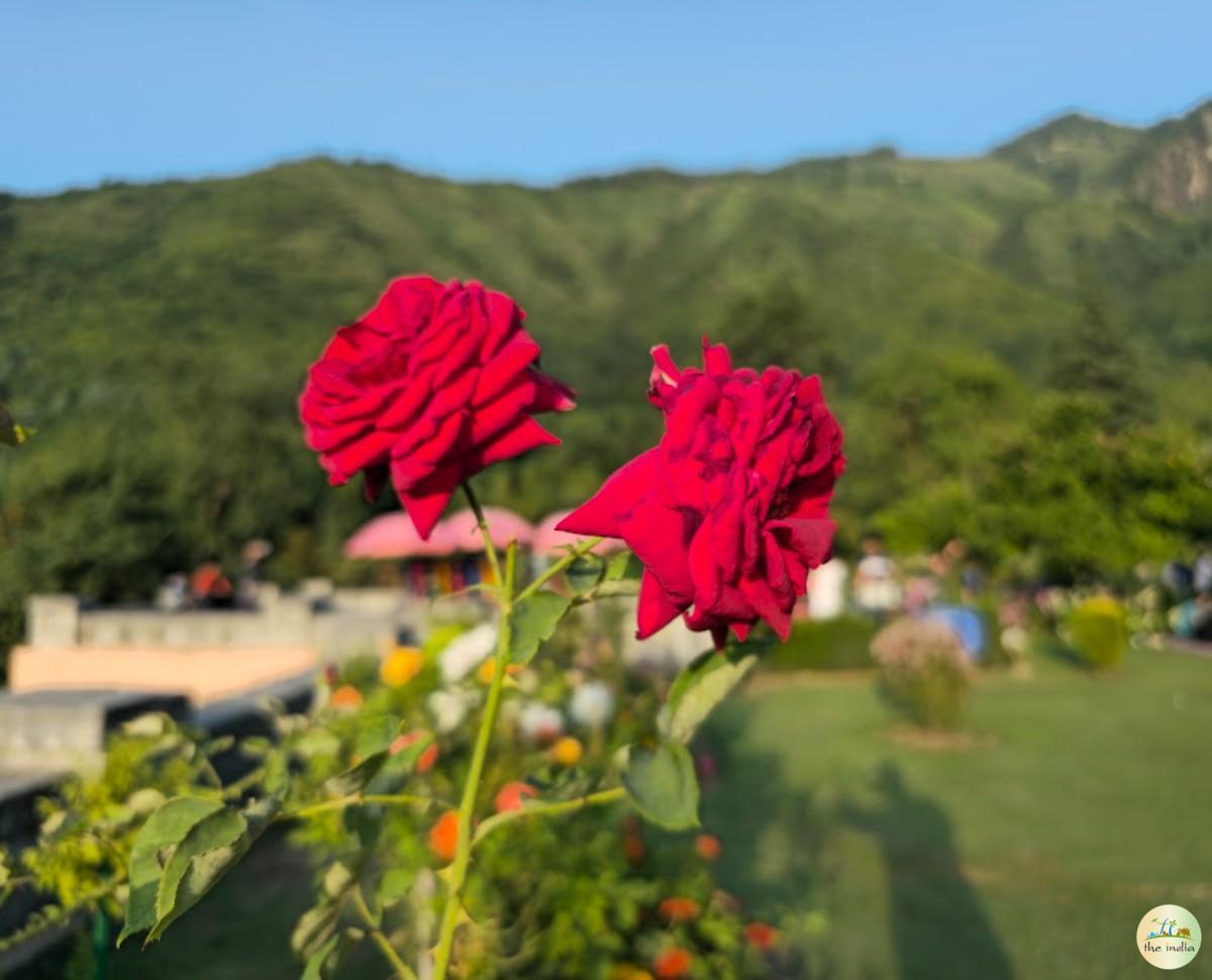 Chashme Shahi Mughal Garden Srinagar