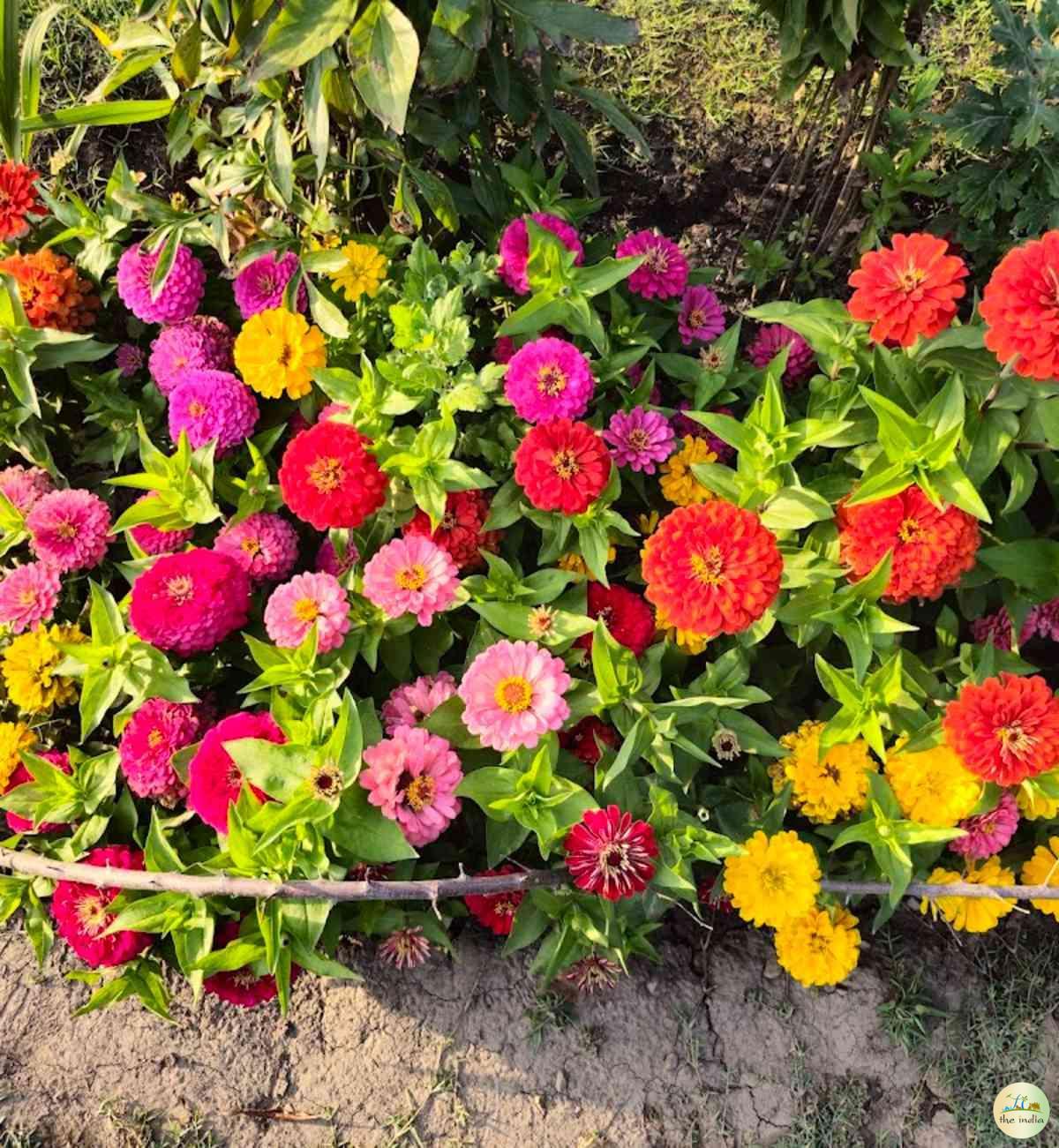 Chashme Shahi Mughal Garden Srinagar