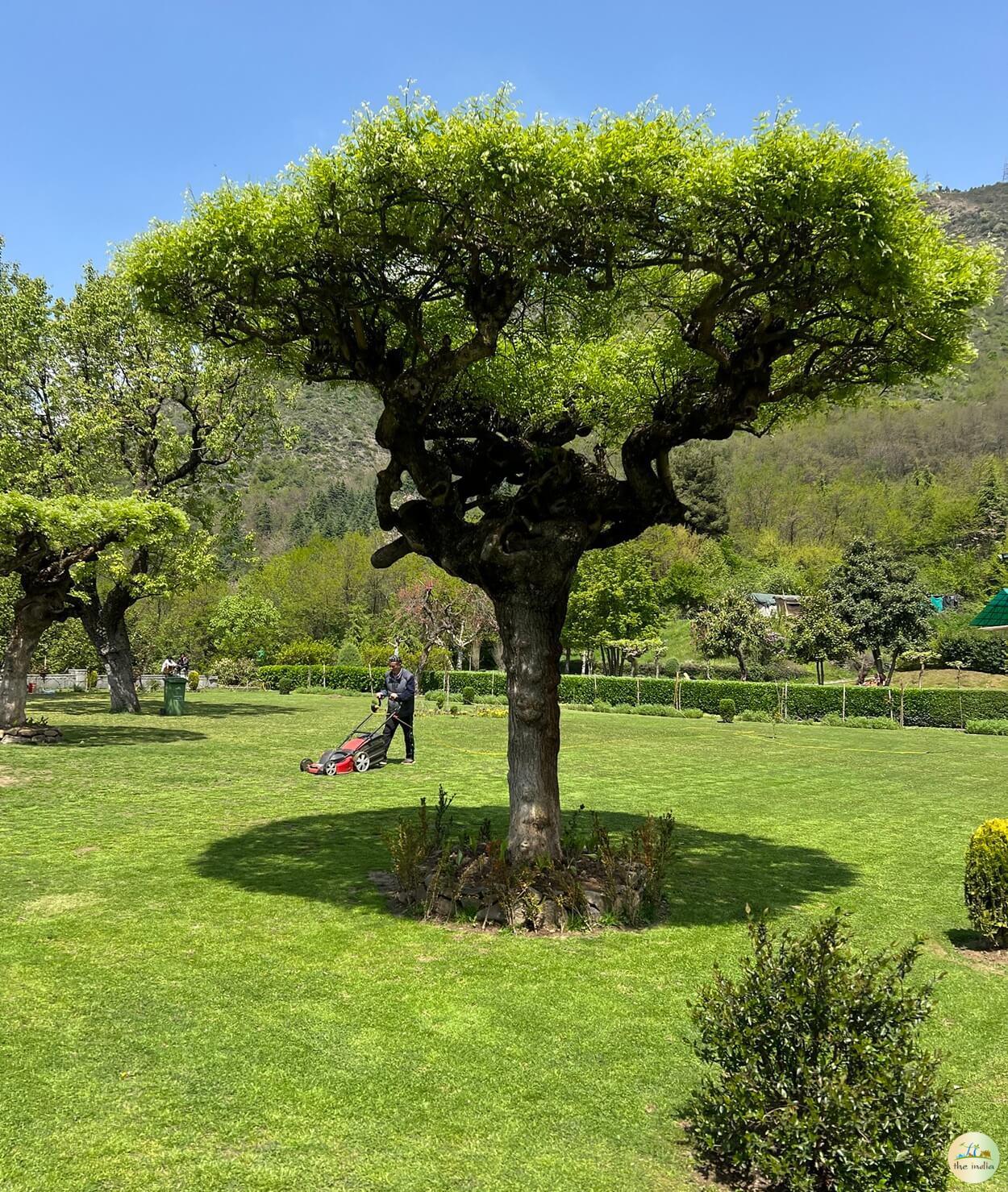 Chashme Shahi Mughal Garden Srinagar