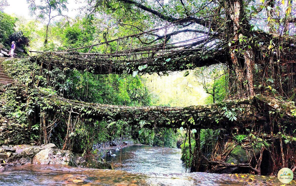 Double Decker Living Root Bridge Cherrapunji (Sohra)