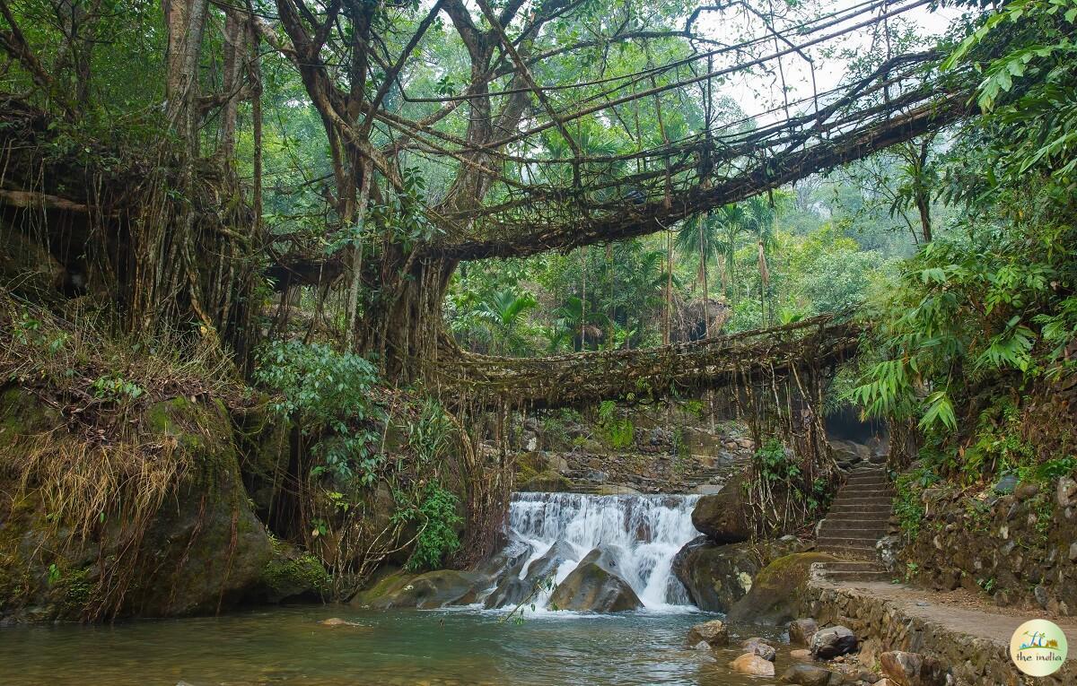 Double Decker Living Root Bridge Cherrapunji (Sohra)