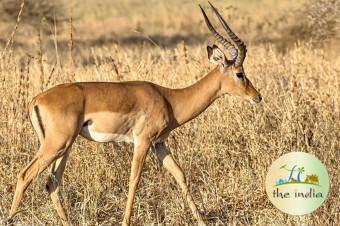 Dudhwa National Park Lucknow