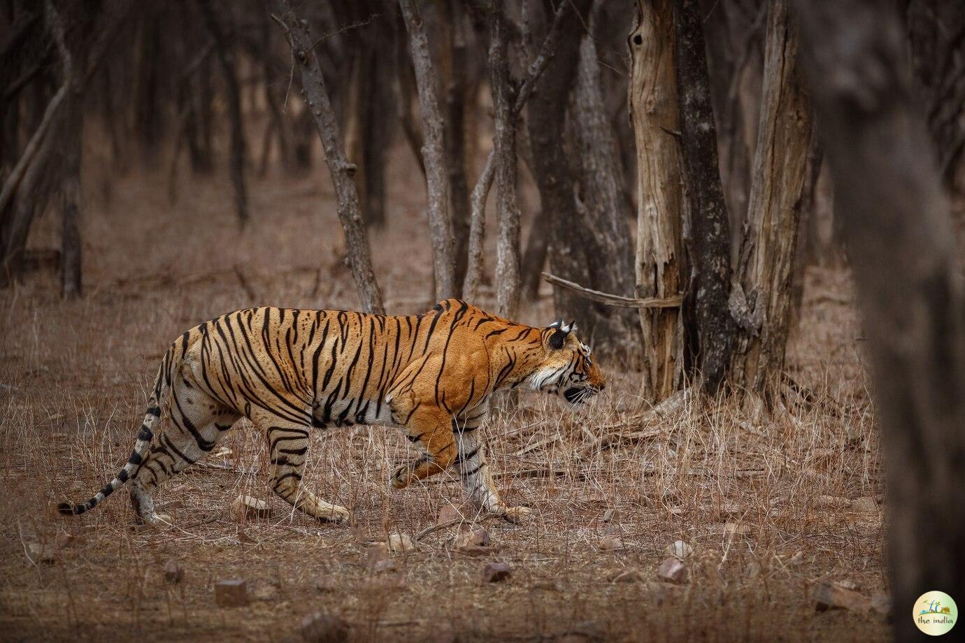 Dudhwa National Park Lucknow