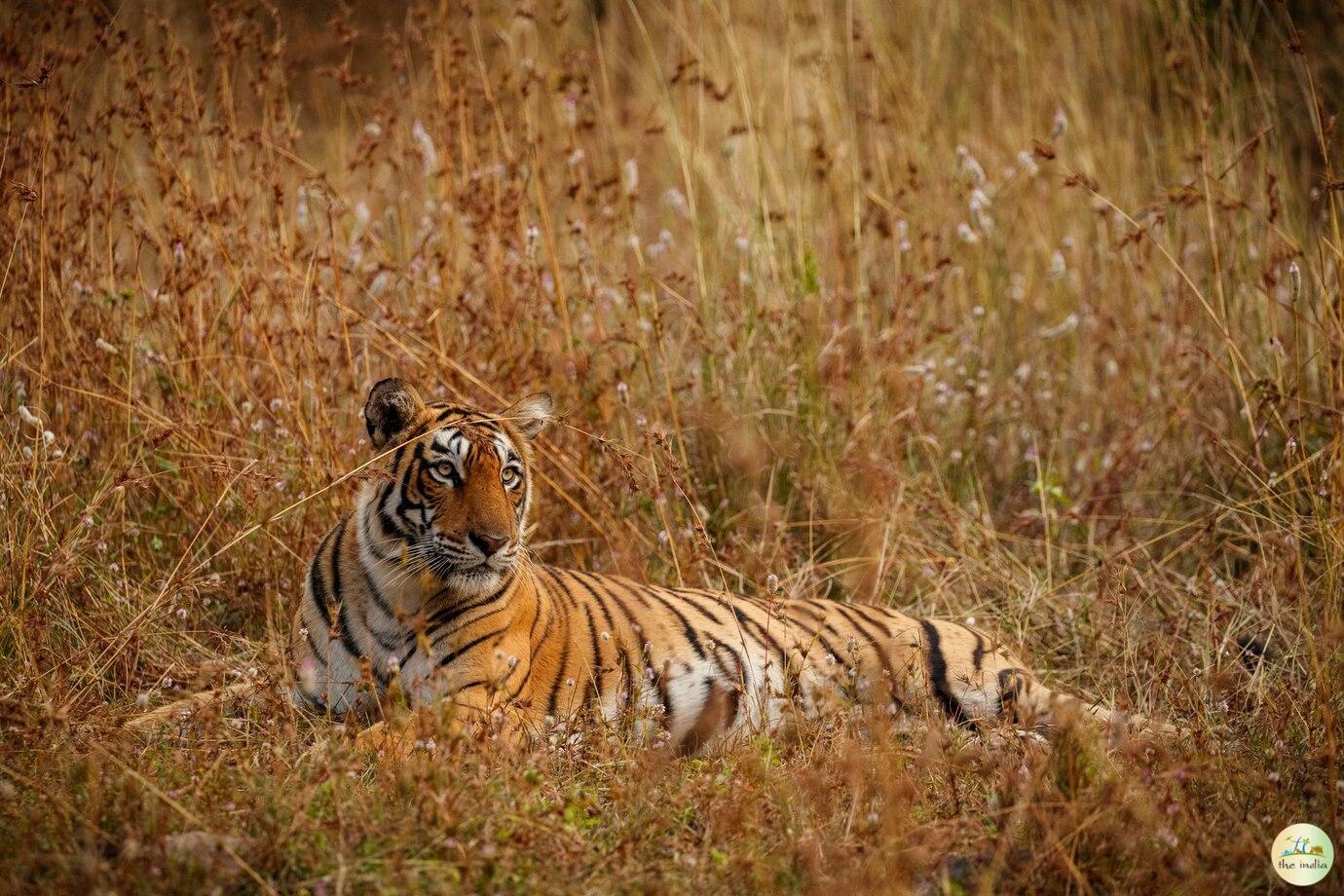 Dudhwa National Park Lucknow