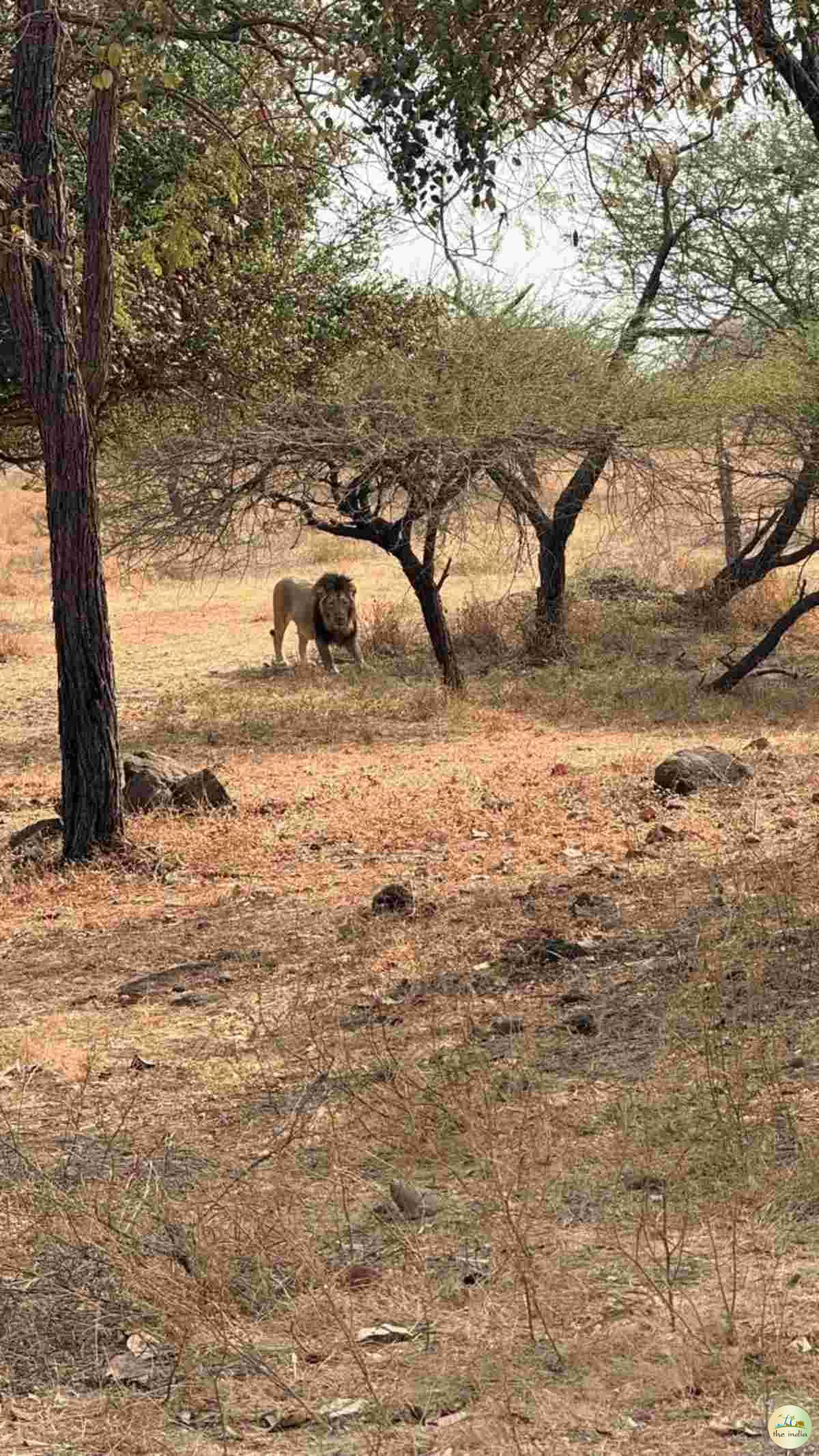 Gir Forest National Park Junagadh