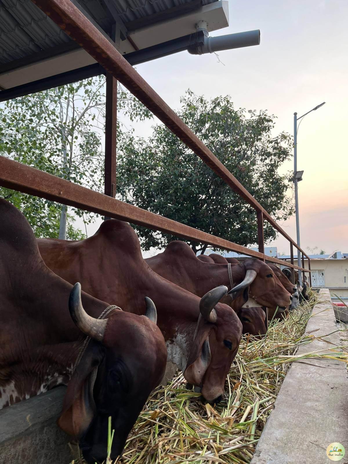 Hare Krishna Mandir Bhadaj Ahmedabad