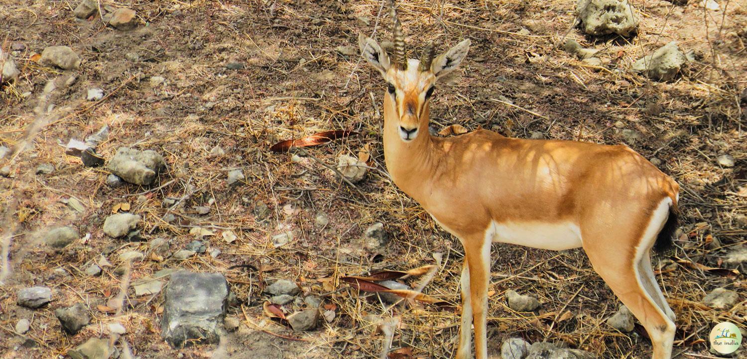 Hingolgadh Nature Education Sanctuary Vinchhiya
