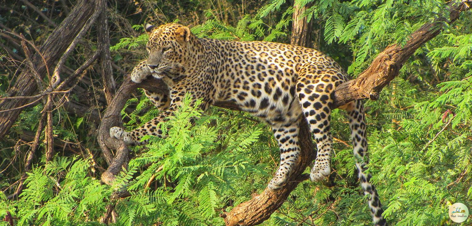 Hingolgadh Nature Education Sanctuary Vinchhiya