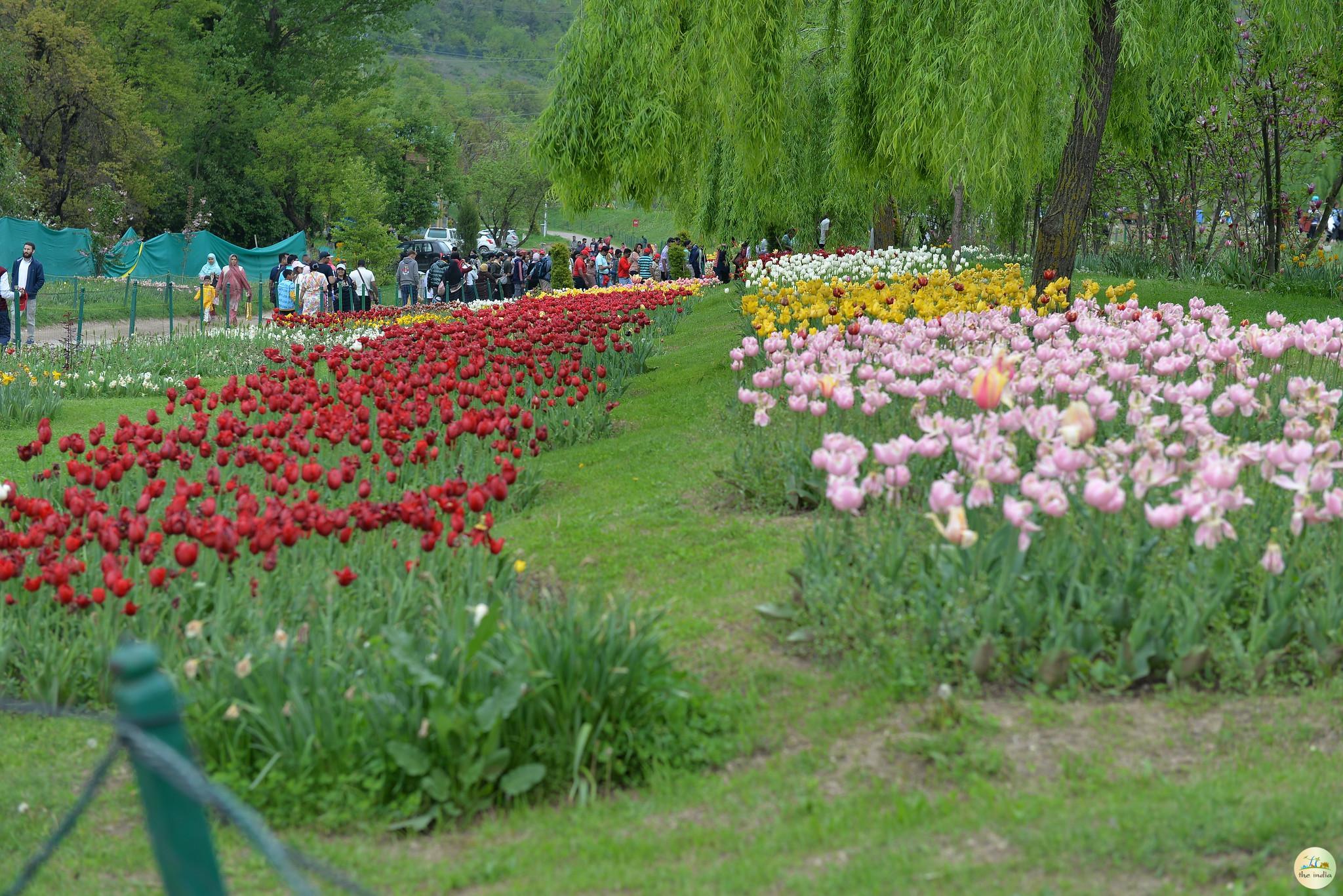 Indira Gandhi Memorial Tulip Garden Srinagar Indira Gandhi Memorial Tulip Garden Srinagar