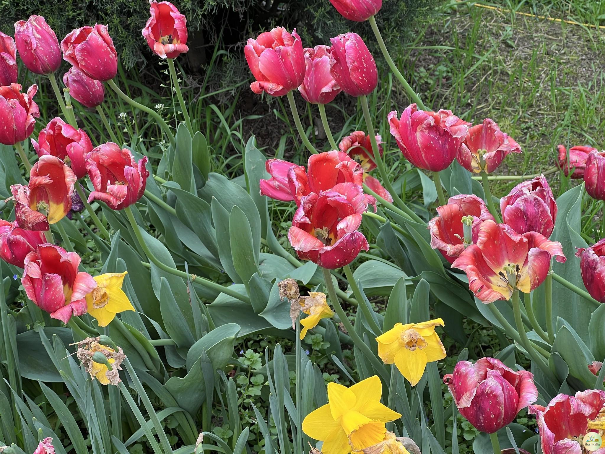 Indira Gandhi Memorial Tulip Garden Srinagar Indira Gandhi Memorial Tulip Garden Srinagar