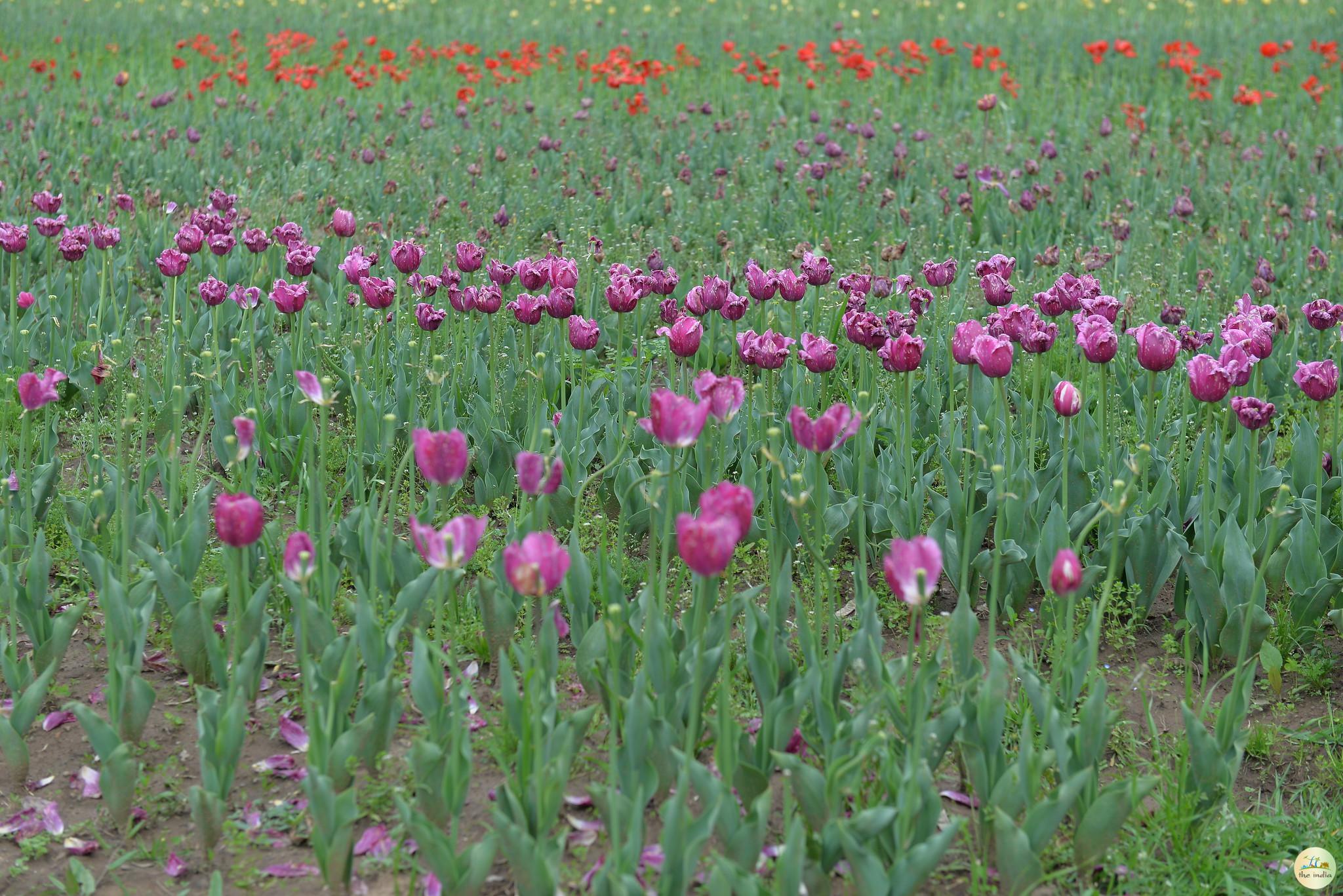 Indira Gandhi Memorial Tulip Garden Srinagar Indira Gandhi Memorial Tulip Garden Srinagar