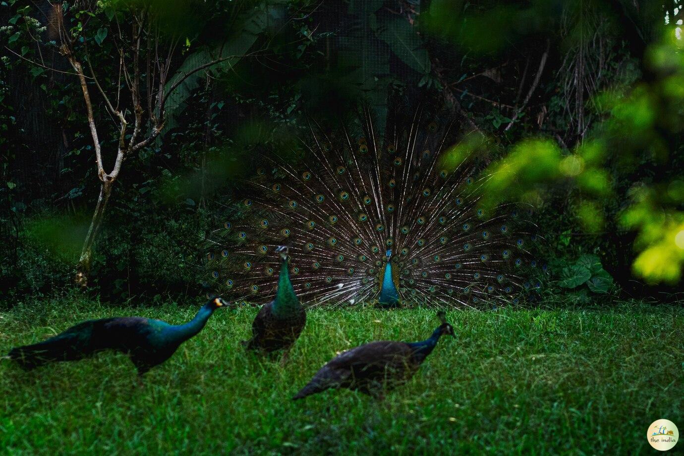 Jambughoda Wildlife Sanctuary Jambughoda