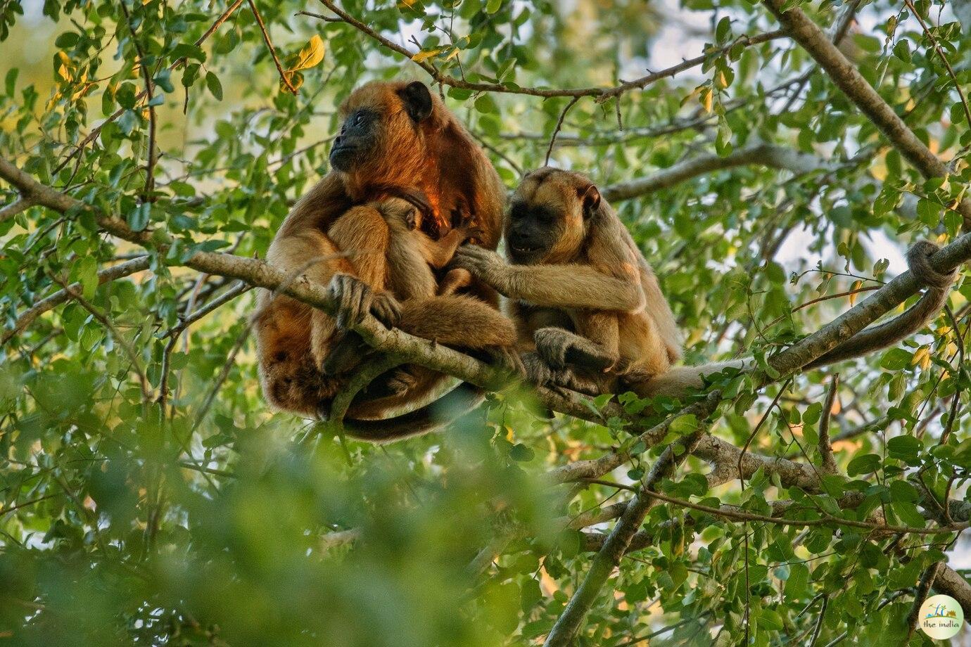 Jambughoda Wildlife Sanctuary Jambughoda