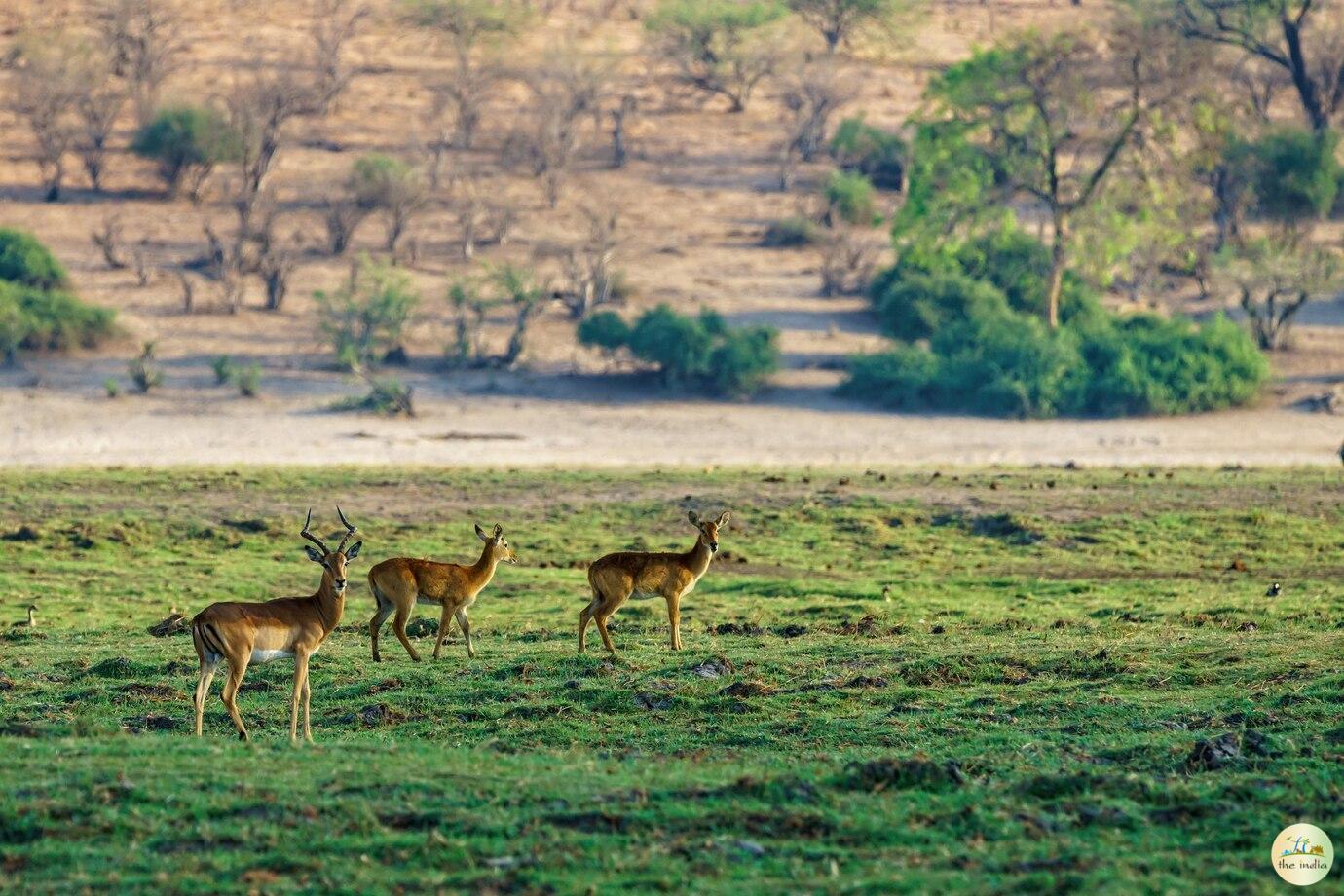 Kanha National Park Jabalpur