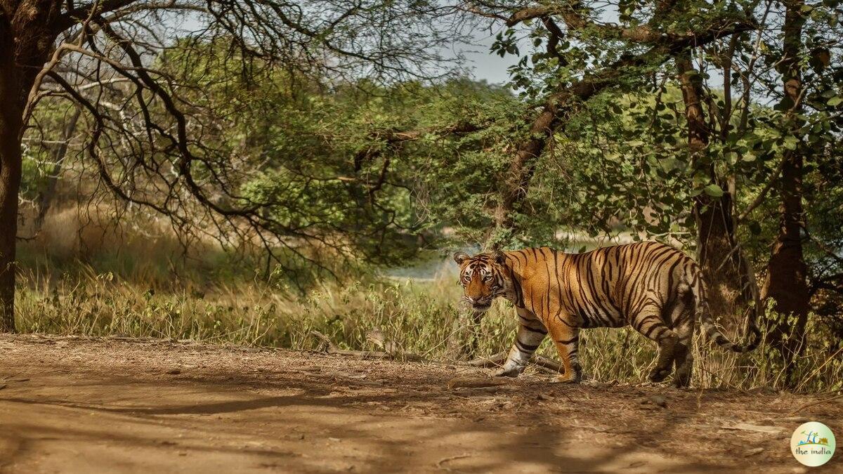 Kanha National Park Jabalpur