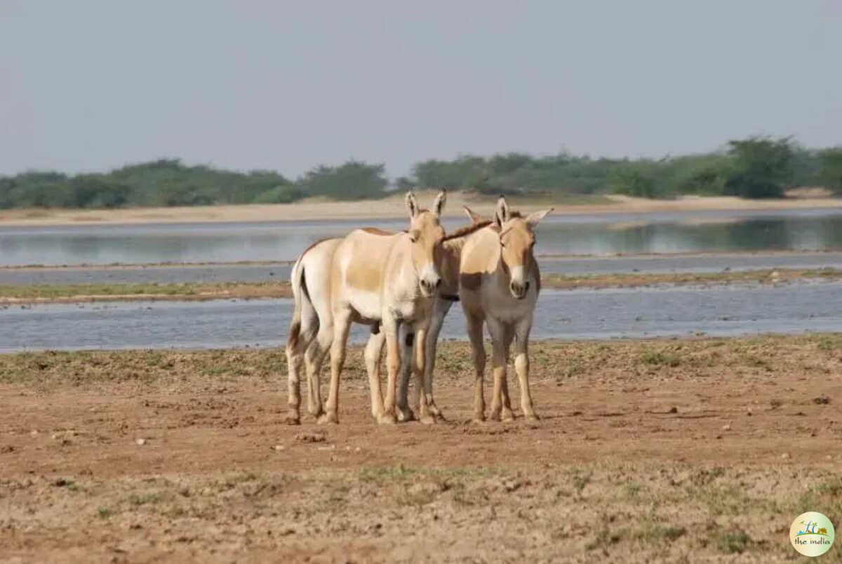 Kutch Desert Wildlife Sanctuary Amarapar