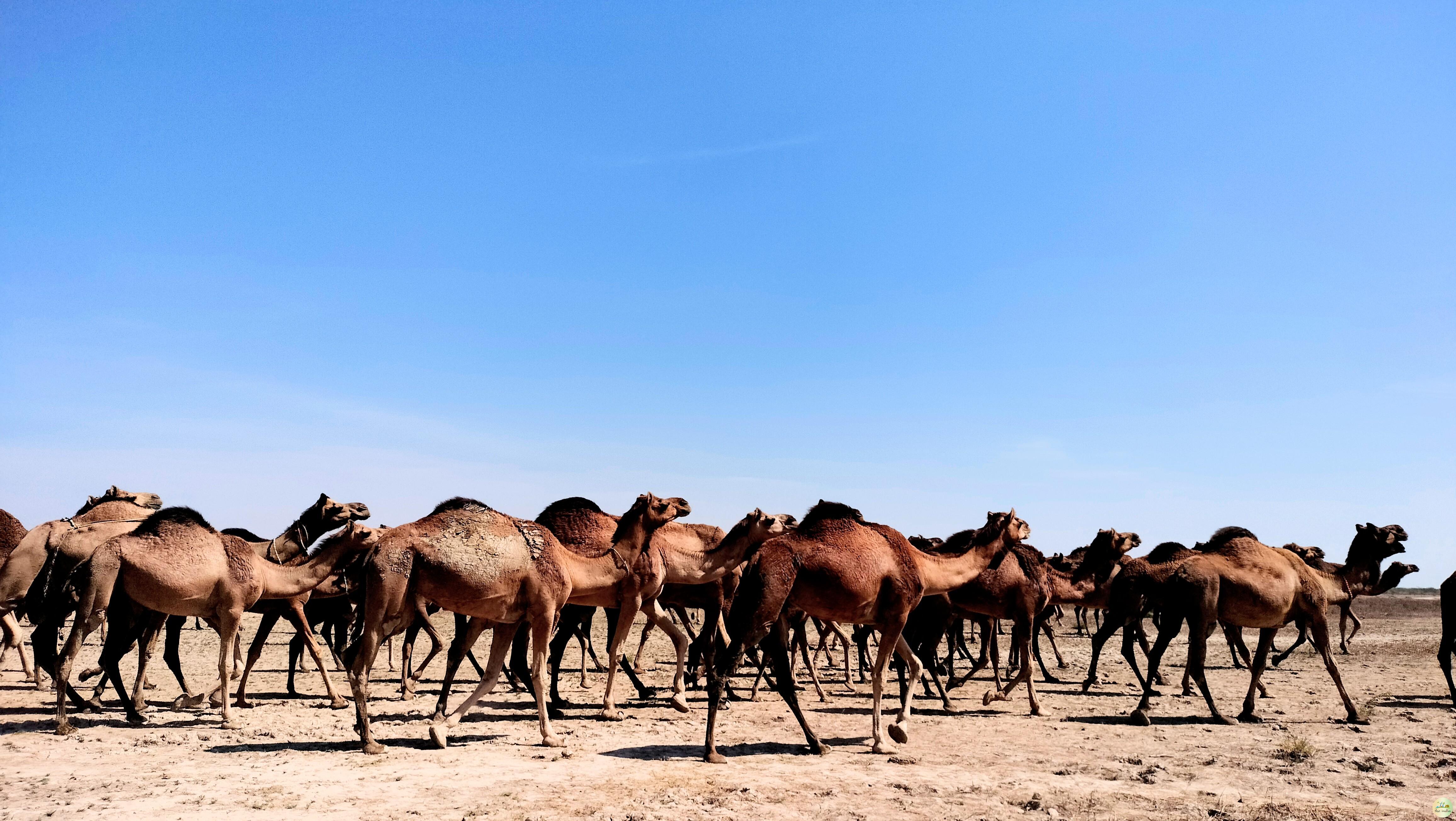 Kutch Desert Wildlife Sanctuary Amarapar
