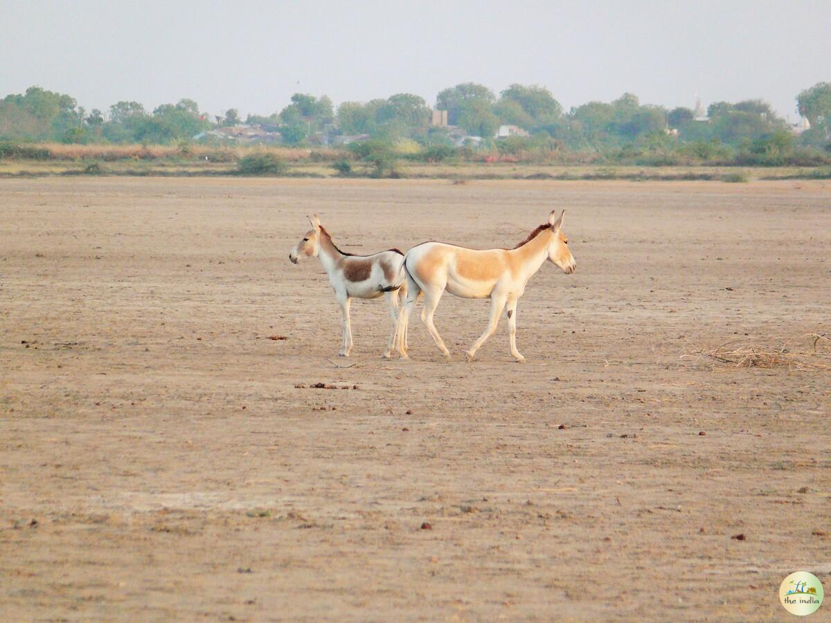 Little Rann of Kutch (LRK) Kutch