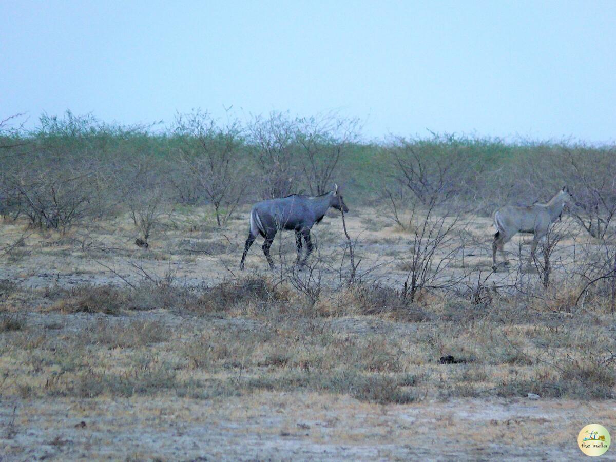 Little Rann of Kutch (LRK) Kutch