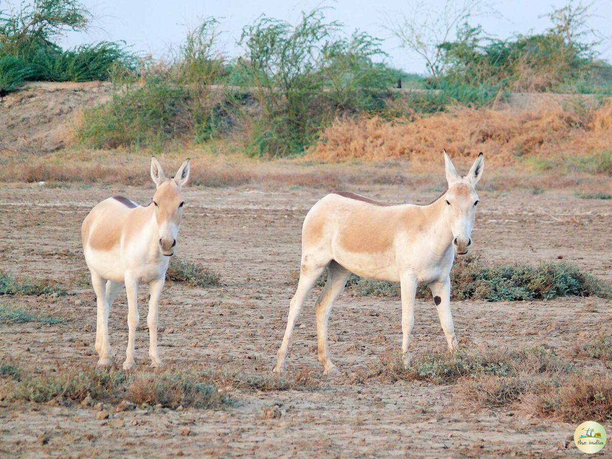 Little Rann of Kutch (LRK) Kutch