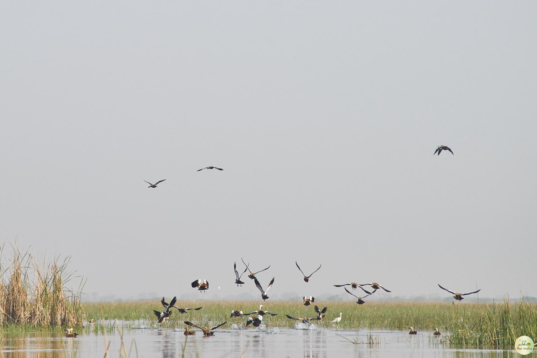 Nal Sarovar Ahmedabad