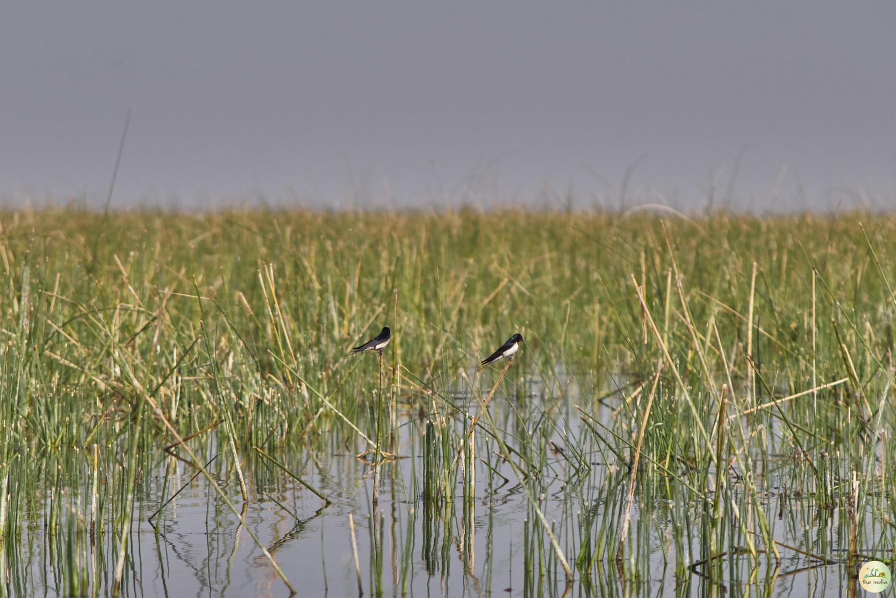 Nal Sarovar Ahmedabad