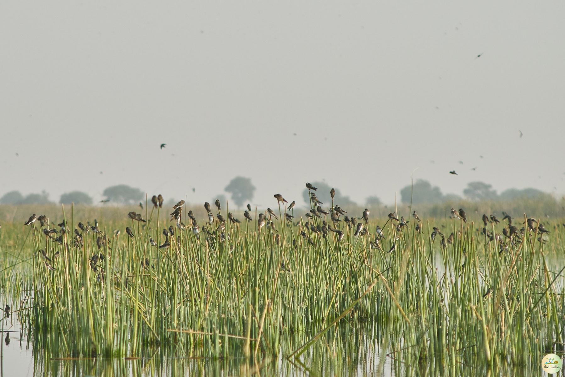 Nal Sarovar Ahmedabad