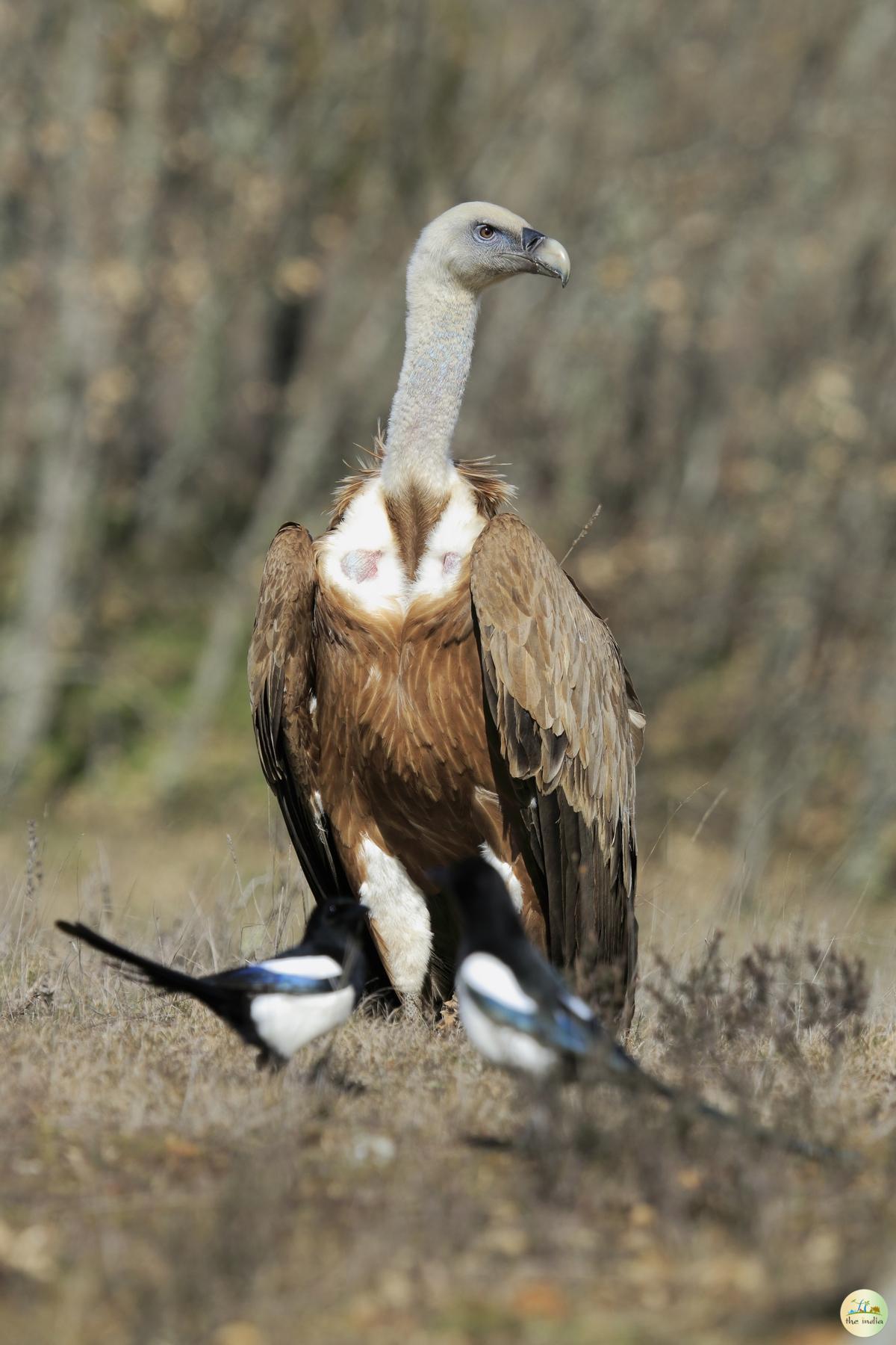 Pench National Park Chhindwara