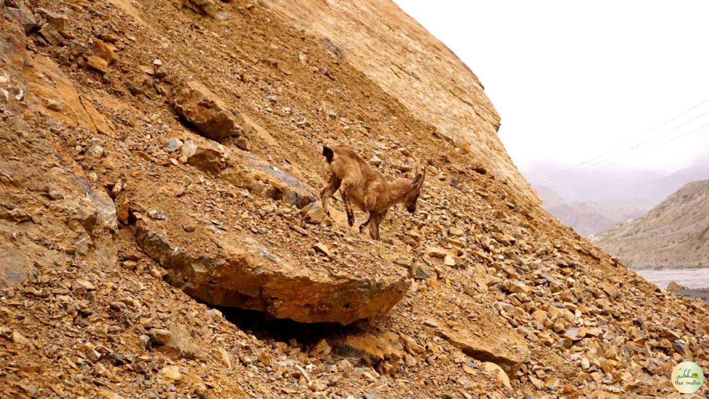 Pin Valley National Park Lahaul Spiti Valley Pin Valley National Park Lahaul Spiti Valley