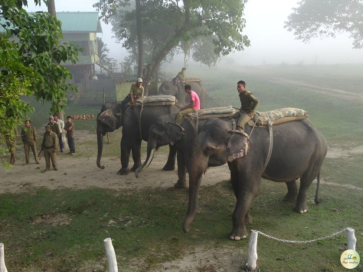 Pobitora Wildlife Sanctuary Guwahati