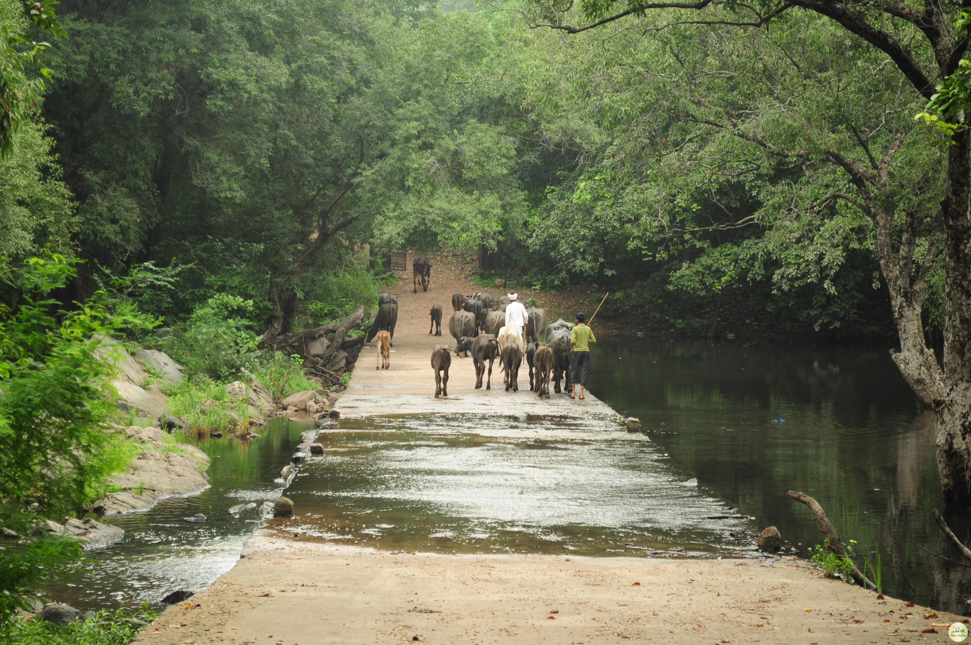 Polo Forest Idar