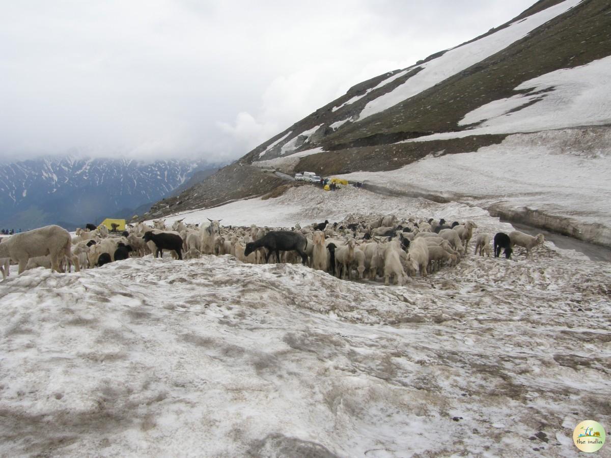 Rohtang Manali Rohtang Manali