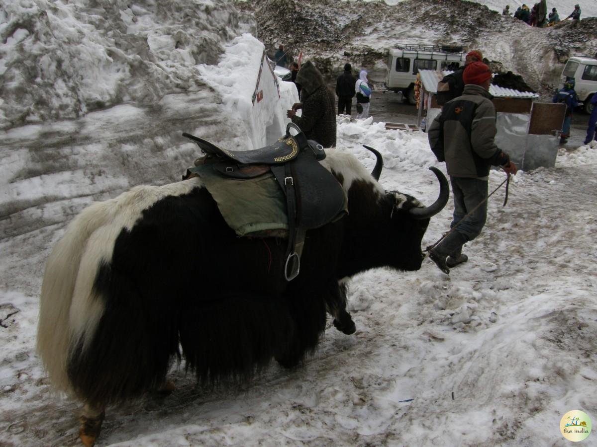 Rohtang Manali Rohtang Manali