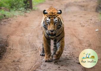 Sariska National Park Alwar