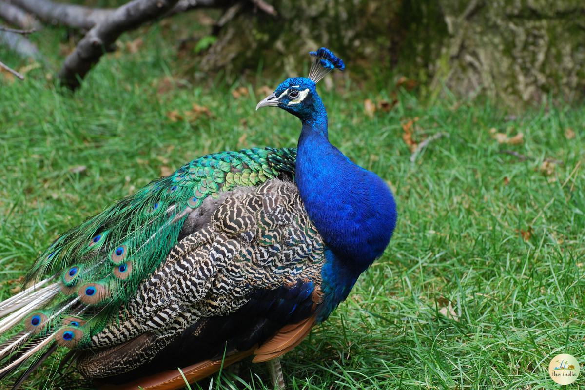 Satpura National Park (Madhya Pradesh)