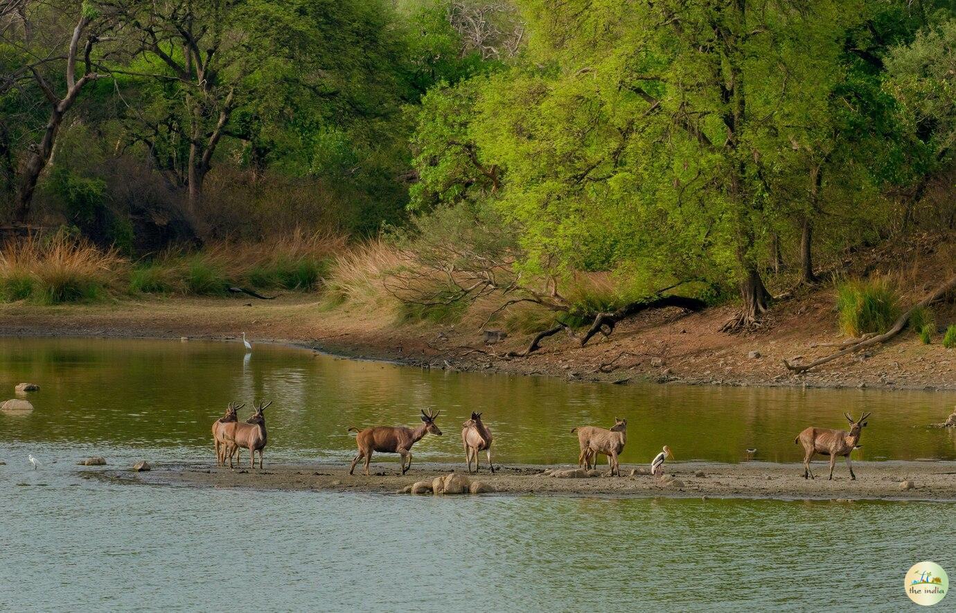 Shoolpaneshwar Wildlife Sanctuary Statue of Unity