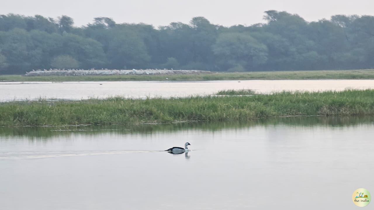 Thol Bird Sanctuary Ahmedabad