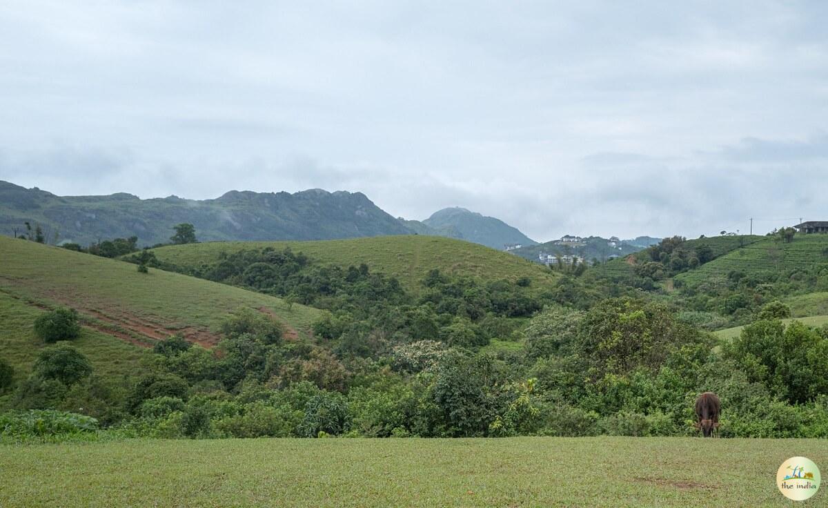 Vagamon Meadows Idukki
