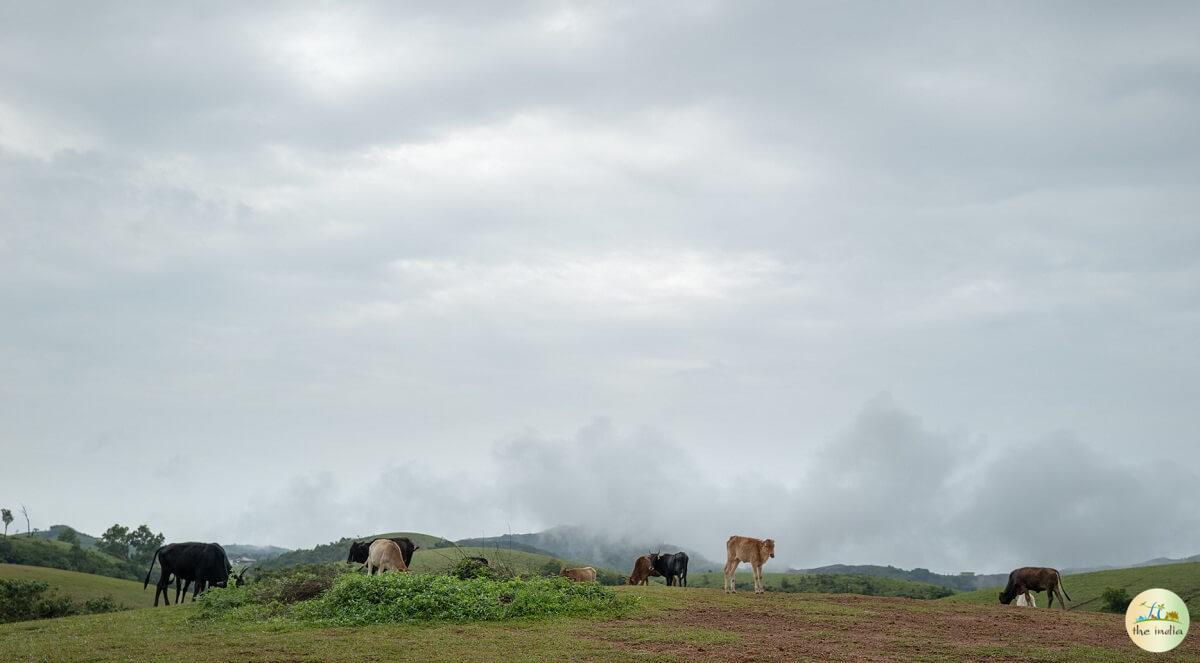 Vagamon Meadows Idukki